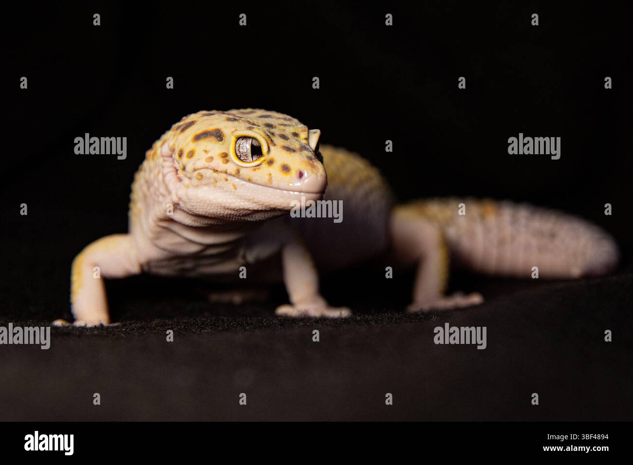 Nahaufnahme von Eublephar Gecko auf schwarzem Hintergrund, Makrofoto neben Tierschutz für Text Stockfoto