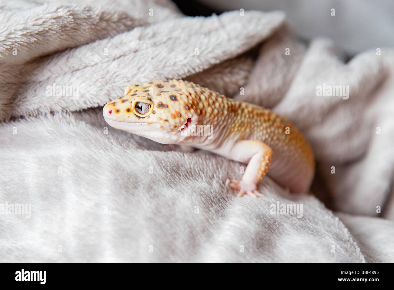 Neugieriger Leopardengecko, der wegschaut Stockfoto
