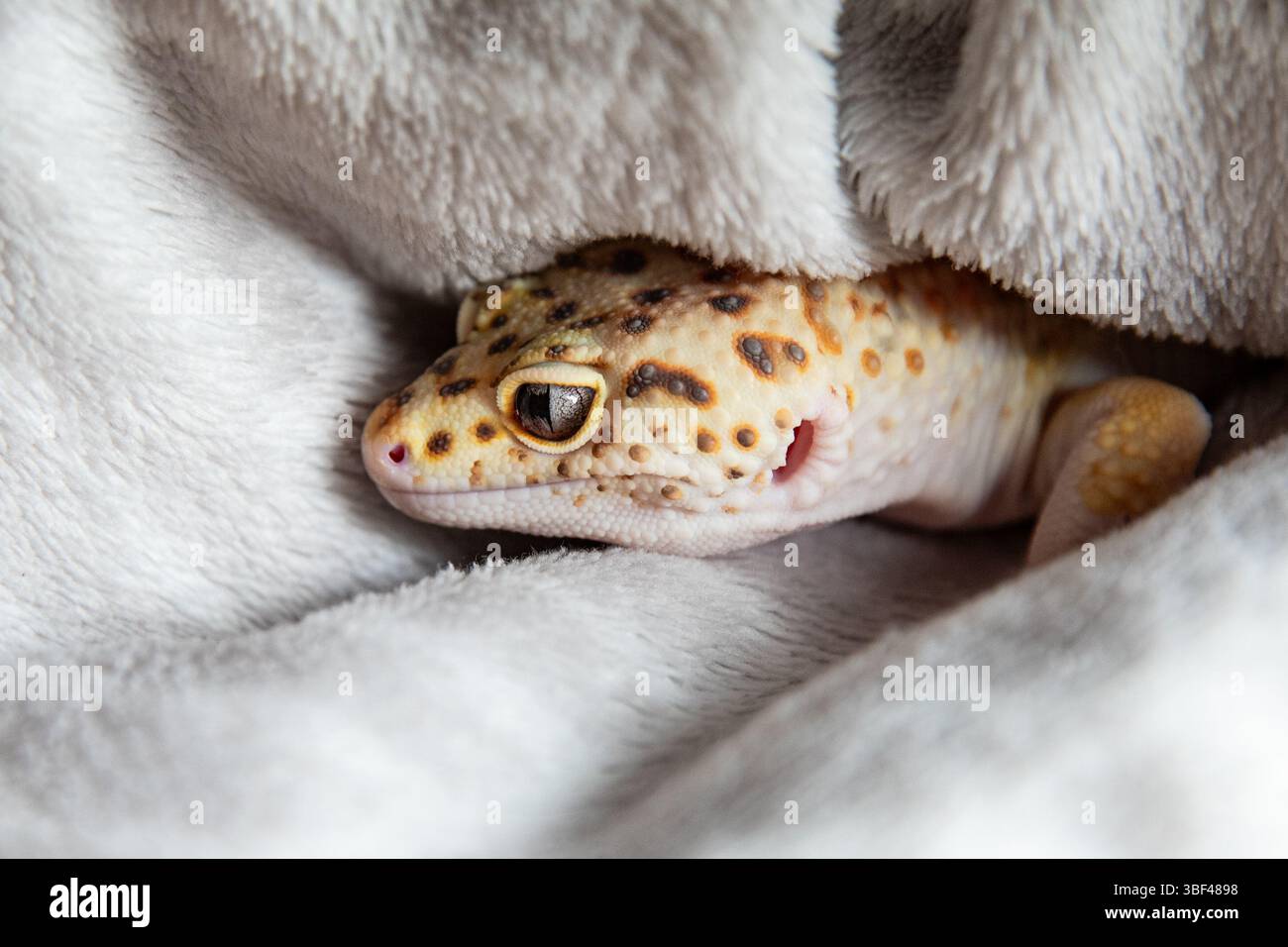 Zarter Leopardengecko mit großen Augen Stockfoto