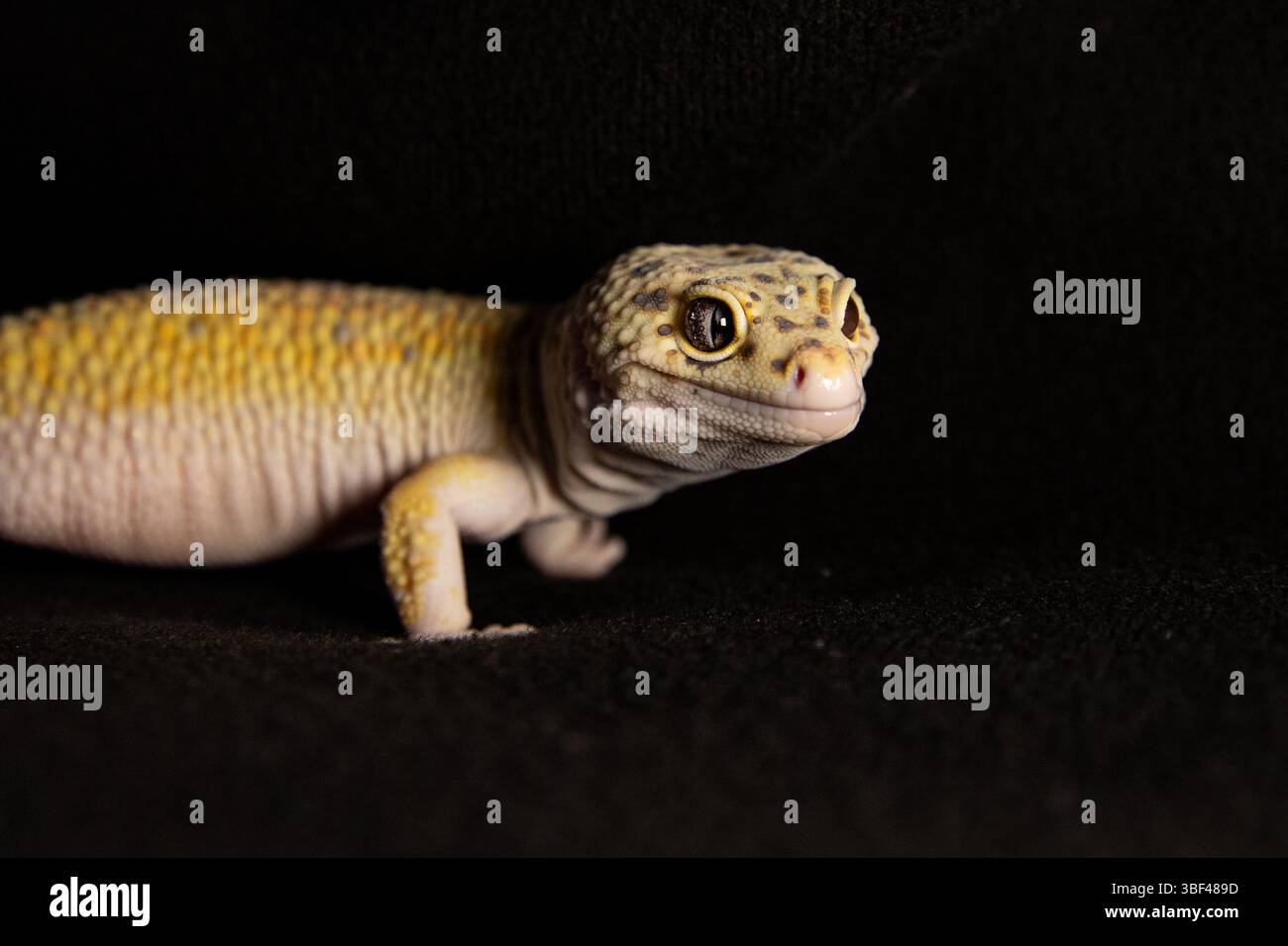 Eublephar Gecko-Porträt in Makro, Makrofoto neben Tierplatz für Text Stockfoto