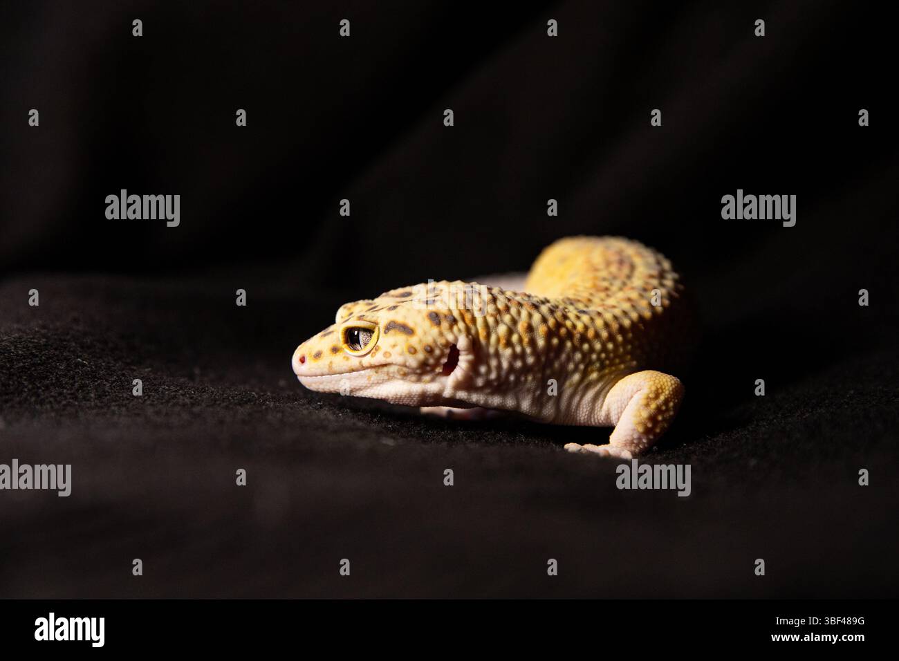 Eublephar in Studiobeleuchtung, Makrofoto neben Tierplatz für Text Stockfoto