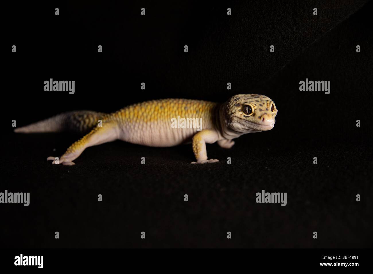 Eublephar auf dem Hintergrund aus schwarzem Samt, Makrofoto neben Tierplatz für Text Stockfoto