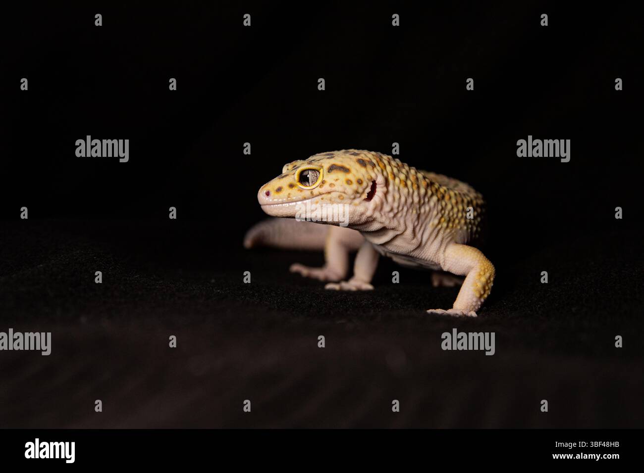 Gefleckter Eublephar auf dunklem Hintergrund, Makrofoto neben Tierplatz für Text Stockfoto