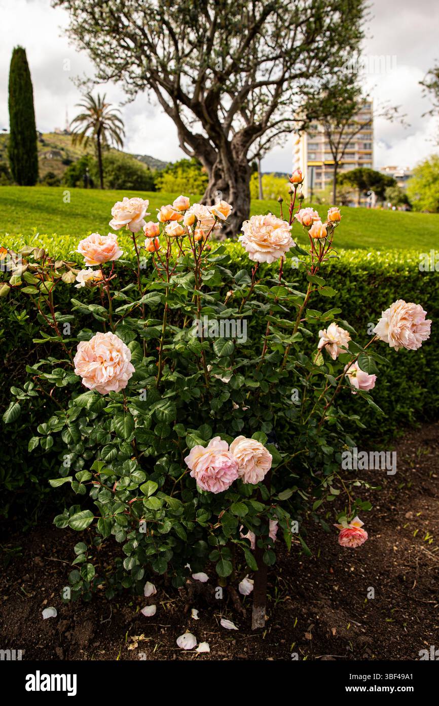 Ein Busch aus zarten cremefarbenen Rosen, blühender Gartenhintergrund. Stockfoto