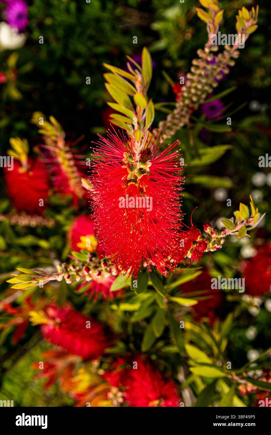 Callistemon australian native Plants Flaschenbürste Stockfoto