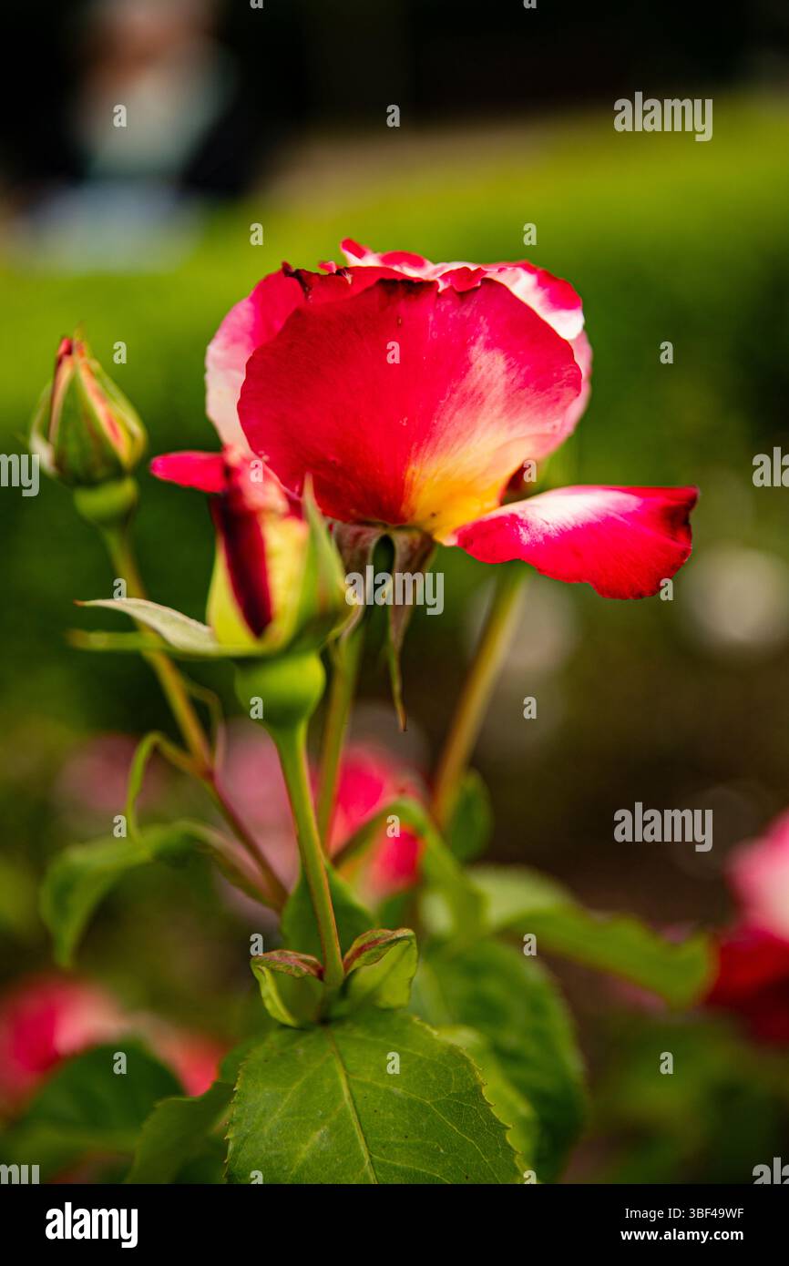 Geschlossene Knospen rote Rosen auf grünem Hintergrund, Makro Stockfoto
