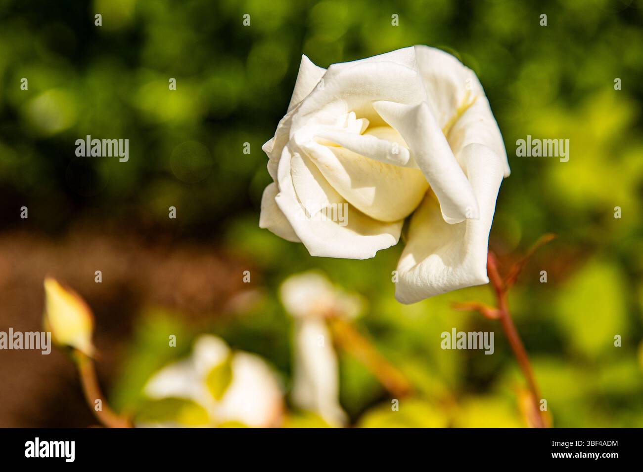 Blassweiße Rosen im Sonnenlicht, Hintergrundbild Stockfoto
