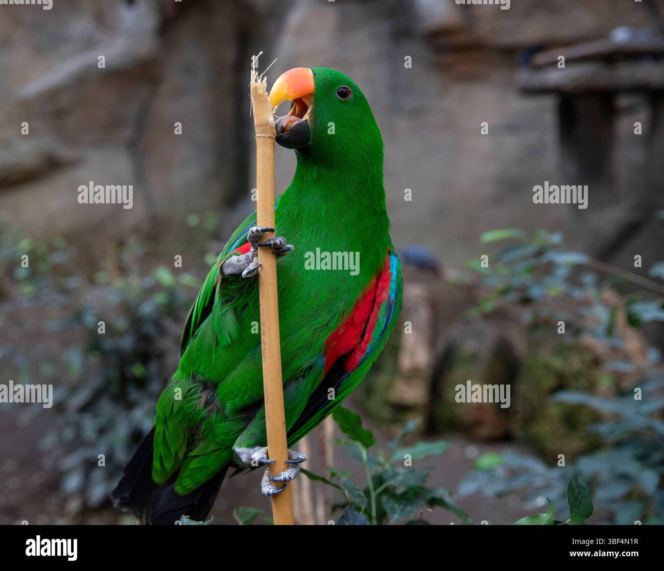 Ein süßer grüner Papagei mit einem orangefarbenen Schnabel. Exotischer Vogel in der Natur Stockfoto