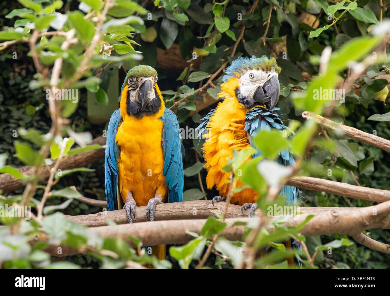 Vögel, exotische Aras Papageien im tropischen Wald. Zwei lustige Freunde auf einem Baum Stockfoto
