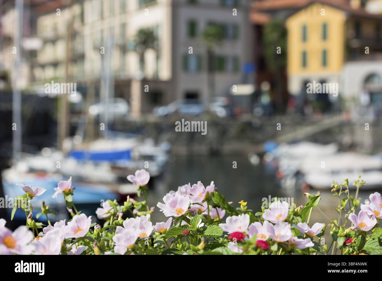 Malerische Aussicht von einem italienischen Dorf am Comer See mit schönen Blumen im Vordergrund Stockfoto