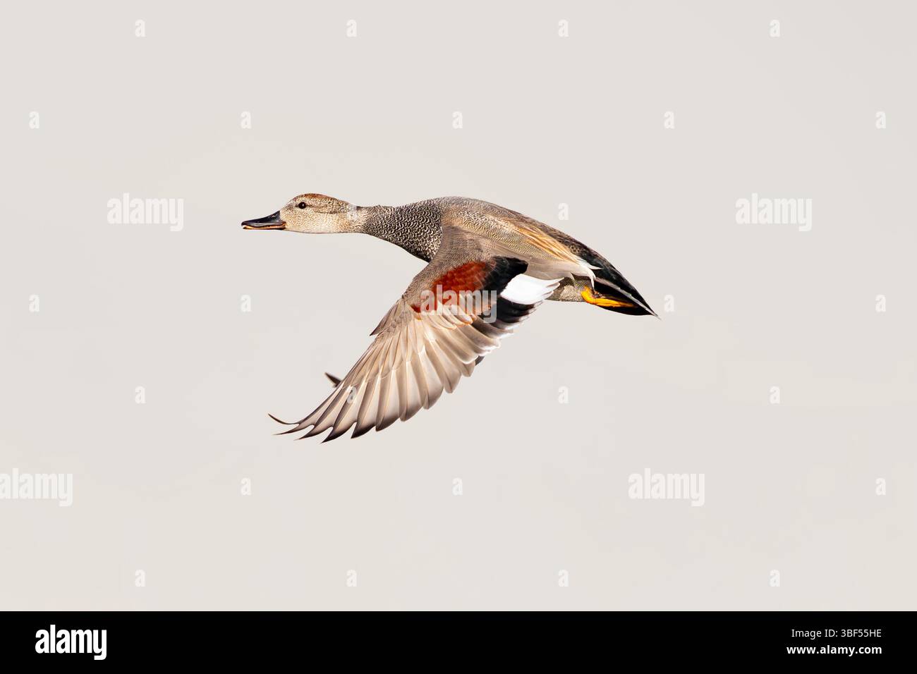 Ein wunderschöner Gadwall drake mit leuchtend roten Federn auf seinem Flügel, der gegen einen neutralen farbigen Himmel fliegt. Nahansicht. Stockfoto