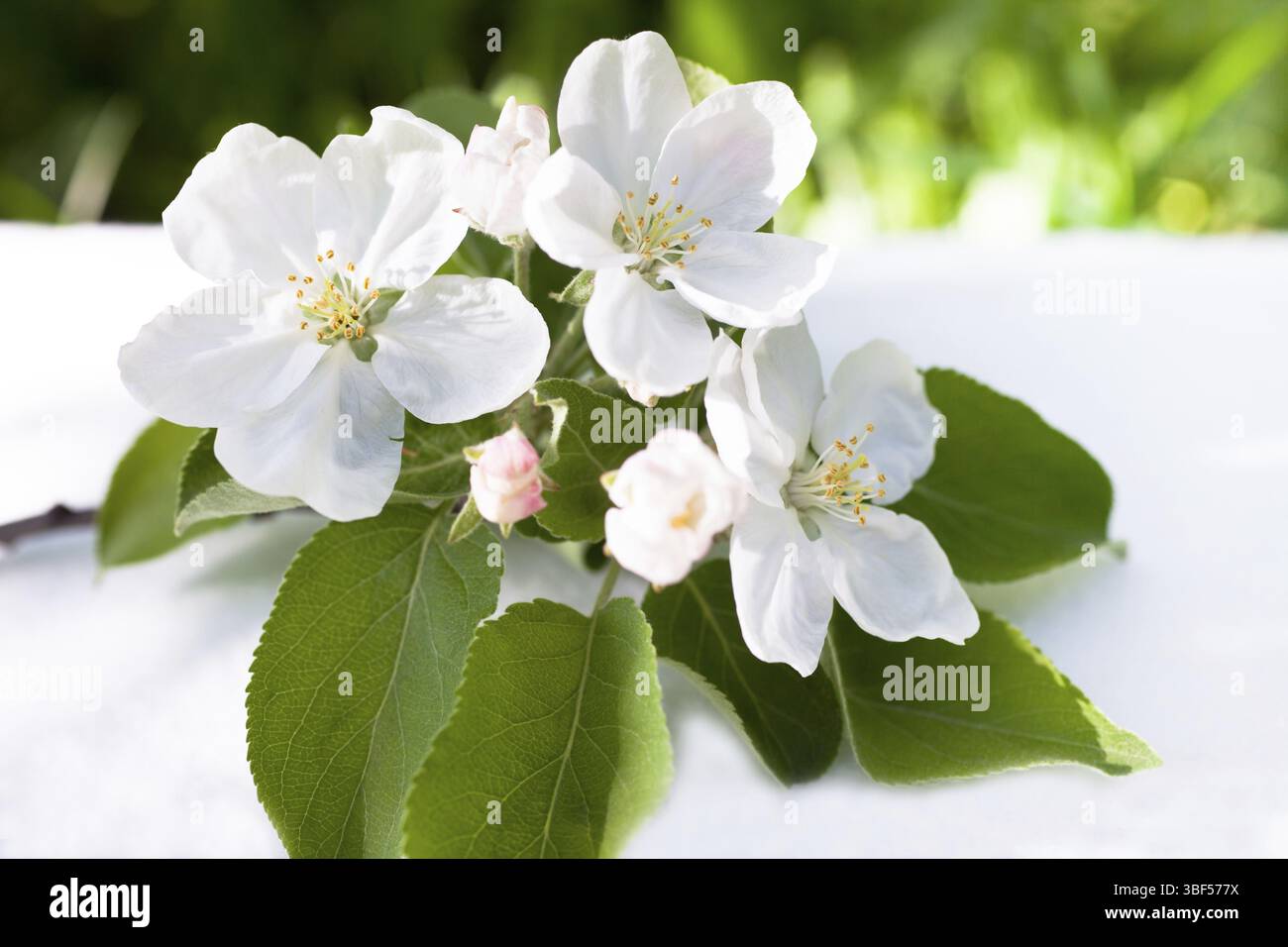 Weißer Apfel Baum Blumen Nahaufnahme. Horizontalen Schuss Stockfoto