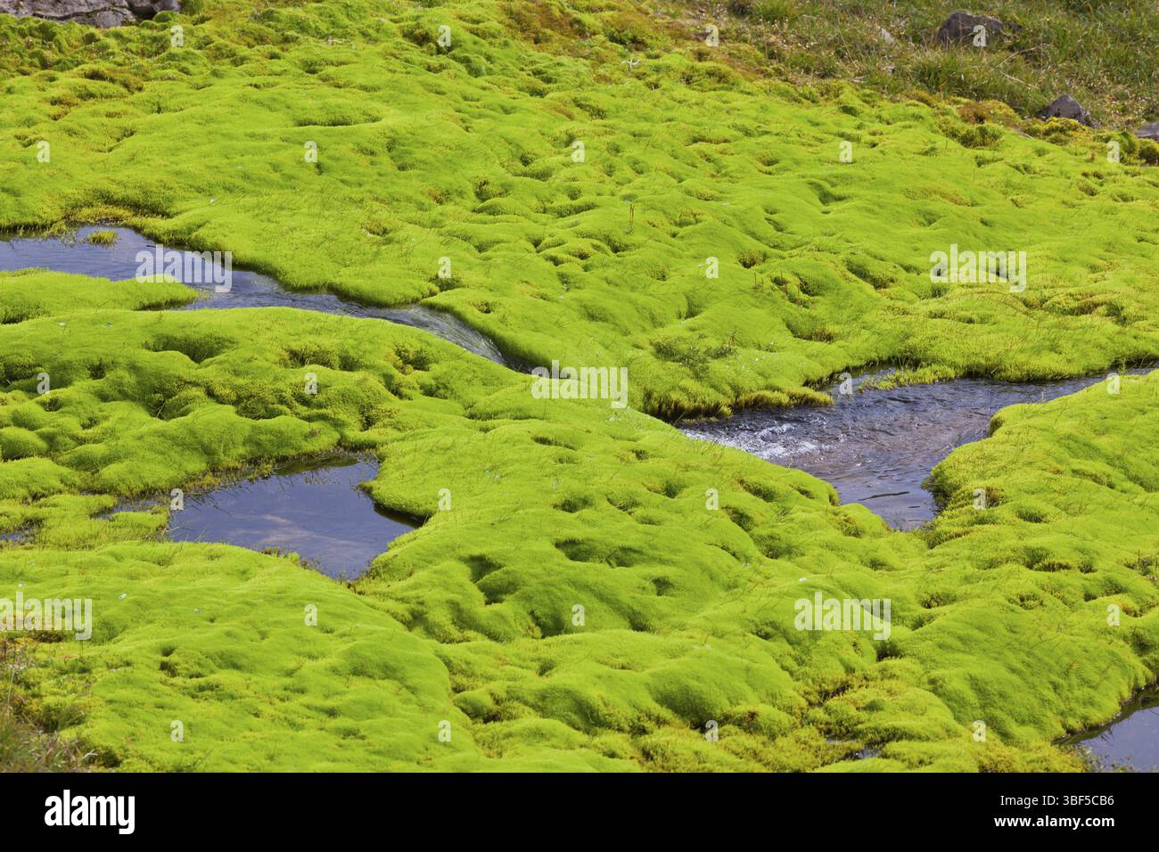 Island kleinen Baches mit grünem Moos. Horizontale Schuß Stockfoto