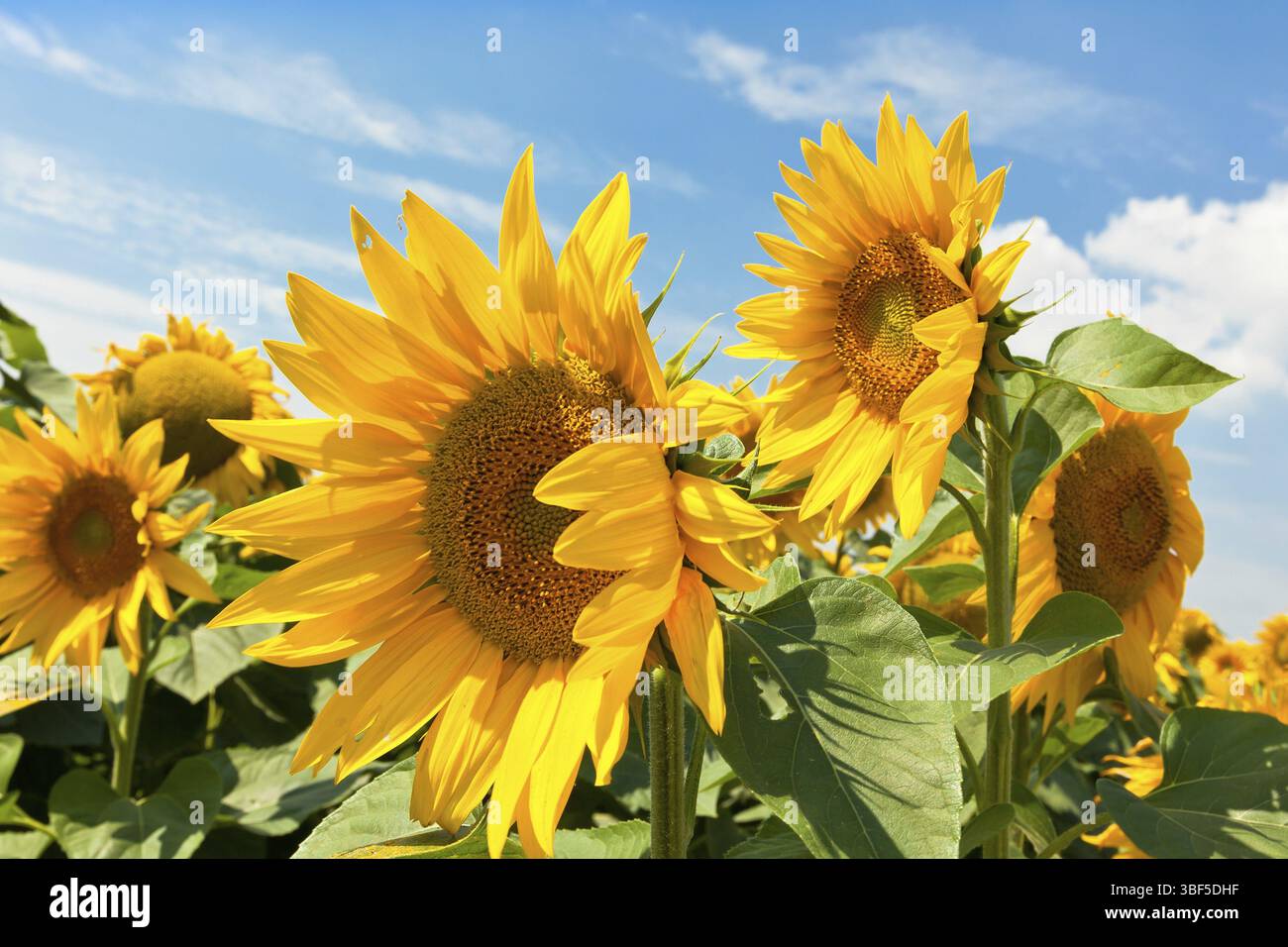 Sonnenblumen Feld. Strahlend blauer Himmel. Horizontalen Schuss Stockfoto