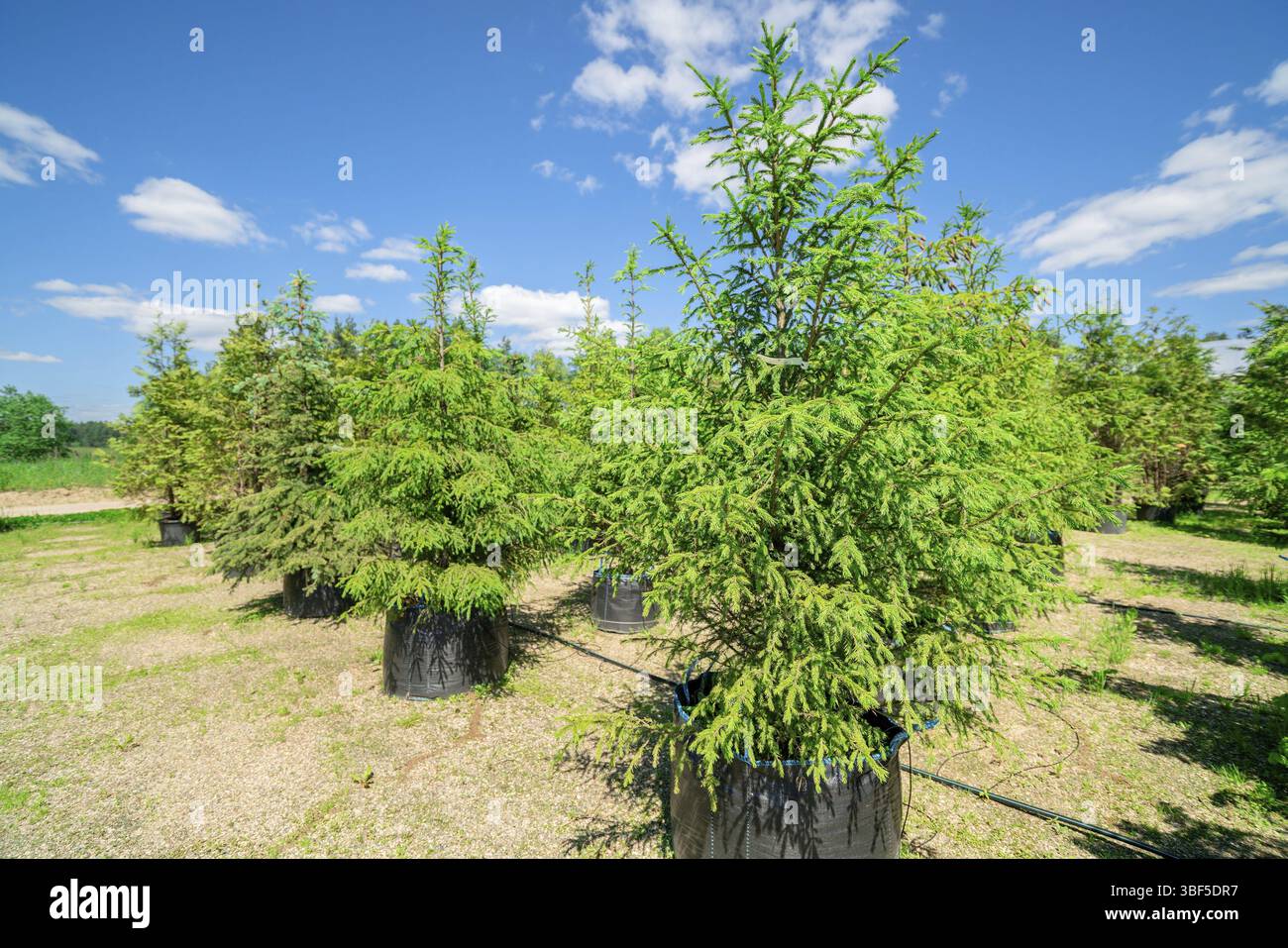 Weihnachtsbaumkeimlinge zum Verkauf. Junge Sprossen zum Anpflanzen in den Boden Stockfoto