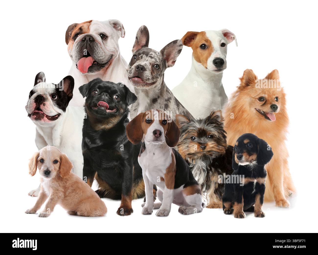 Gruppe von niedlichen Hunden auf weißem Hintergrund Stockfoto