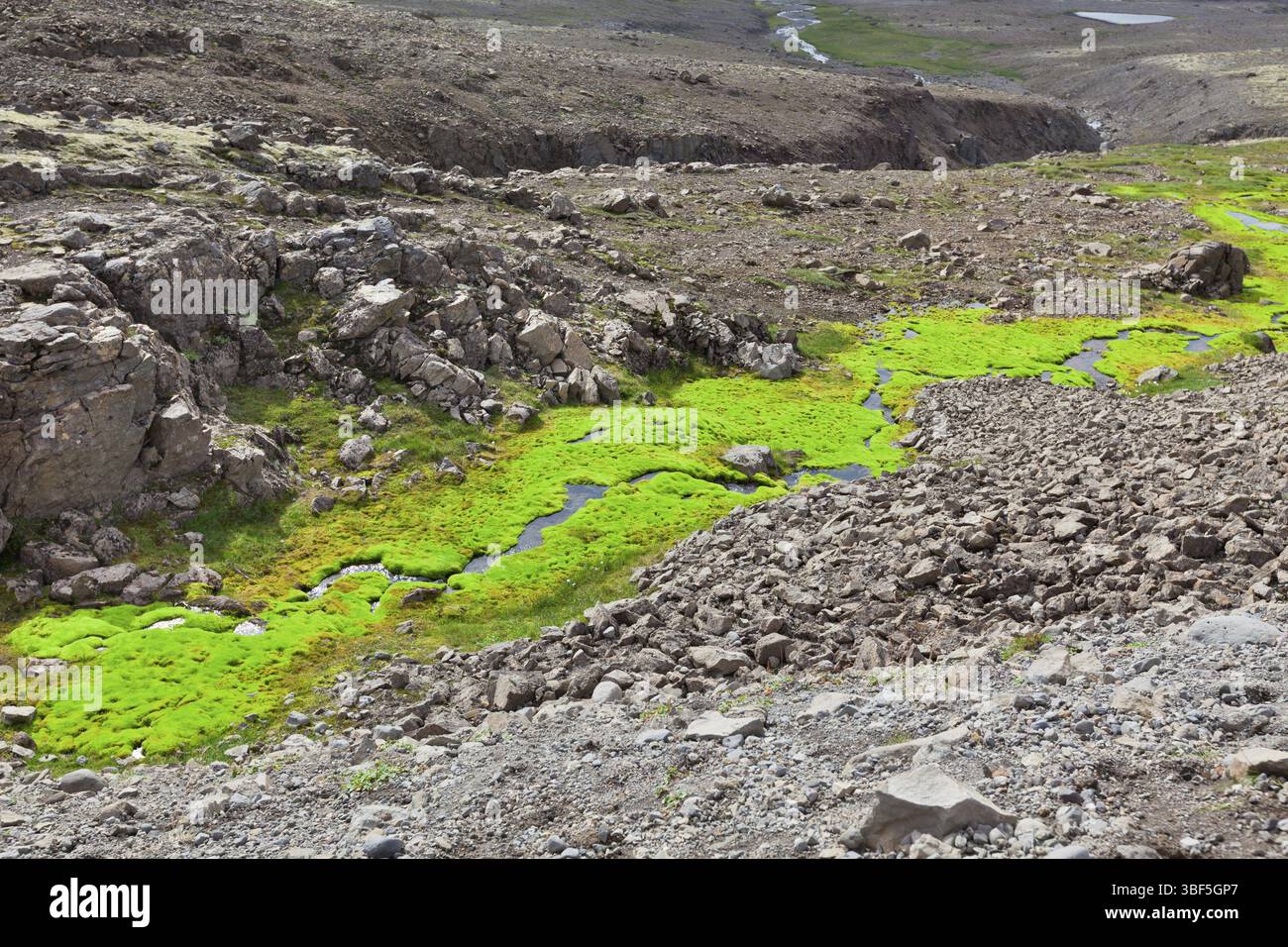 Island kleinen Baches mit grünem Moos. Horizontale Schuß Stockfoto