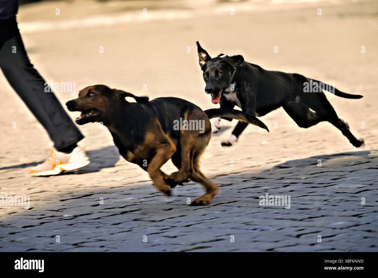 2 Hunde laufen und jagen auf dem Gehweg. Stockfoto