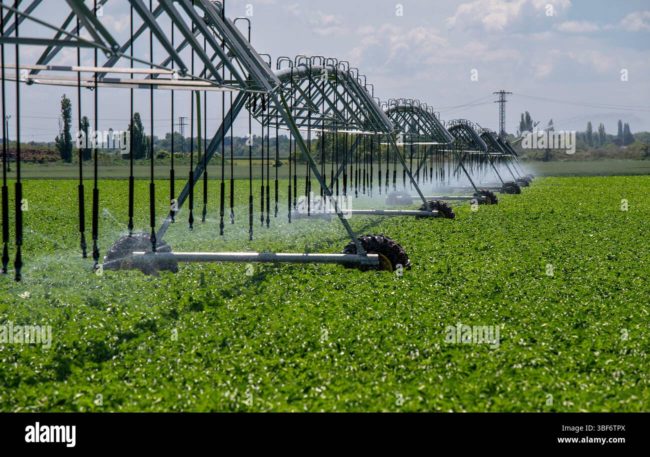 Center Pivot Bewässerungssystem in Kartoffelfeldern. Kartoffelfeld, bewässert durch eine schwenkbare Sprinkleranlage. Stockfoto