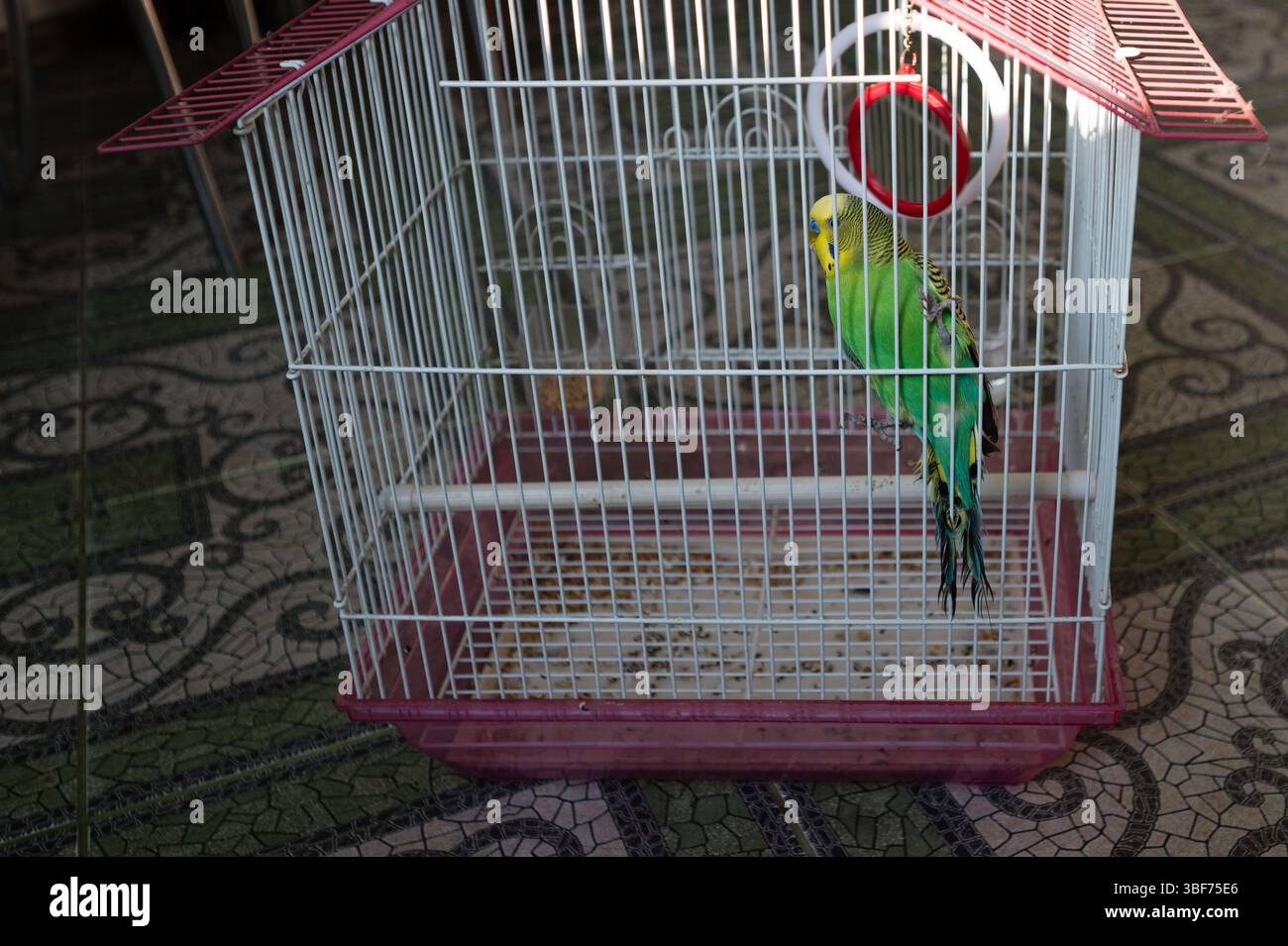 Ein leuchtend grüner Wellensittich liegt in einem weißen Drahtkäfig mit rötlich-rosa Basis. Der Käfig befindet sich auf einem gemusterten Boden. Der Vogel scheint ruhig zu sein Stockfoto