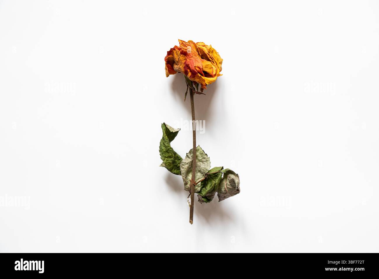Getrocknete orange Rose auf weißem Hintergrund, getrocknete Blume für Hintergrund Stockfoto