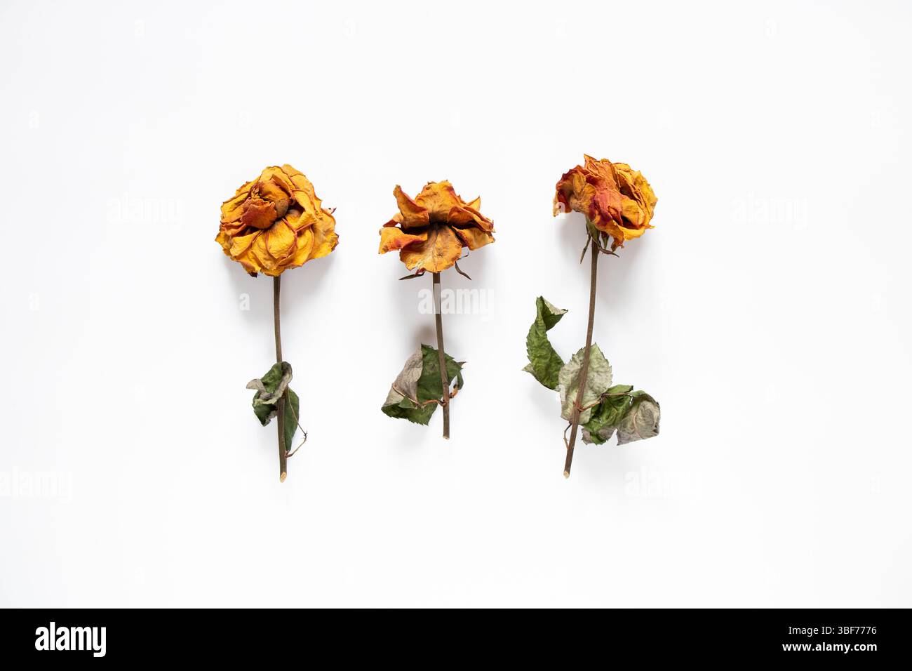 Drei trockene Rosen auf weißem Hintergrund Nahaufnahme, trockene Blumen für Hintergrund Stockfoto