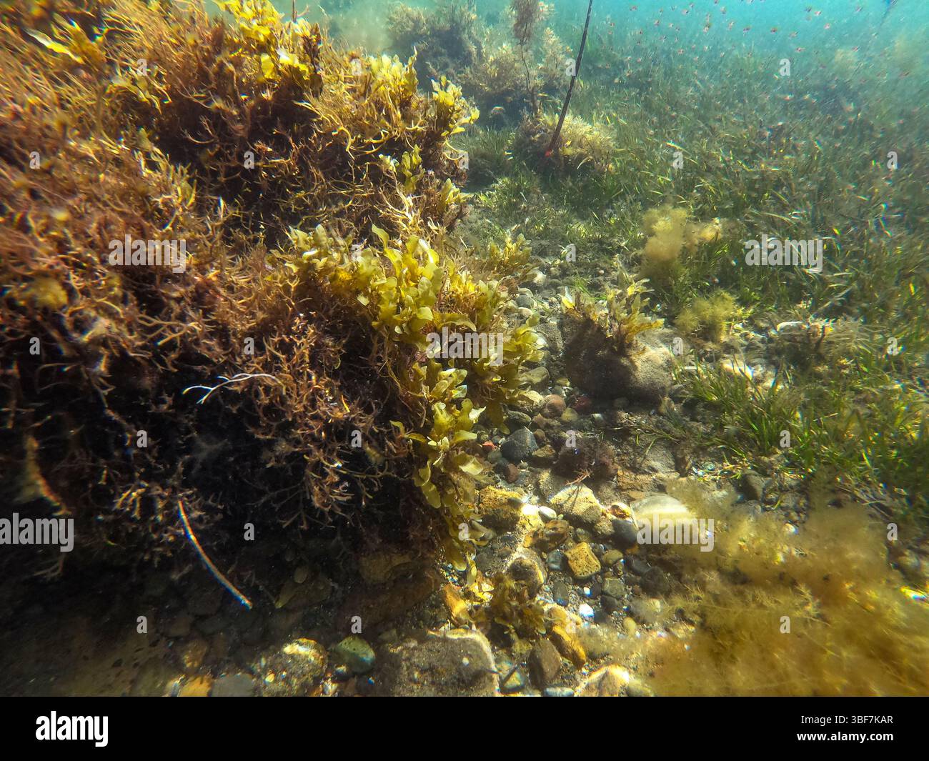 Korallenriff im Lake Macquarie Stockfoto