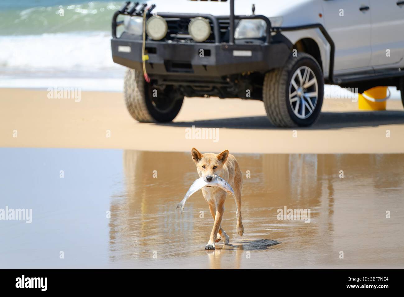 Dingo, der Fisch stiehlt, K'gari Fraser Island, Fischer fangen Essen hungrigen Schnitzelschnäbel, Strand Ozean Angeln Camping, Urlaubsziel Stockfoto