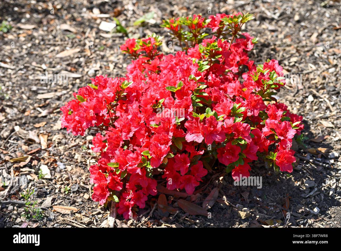 Rote Frühlingsblumen und Knospen von Laubazaleen, Rhododendron 'Johana UK Garden May Stockfoto
