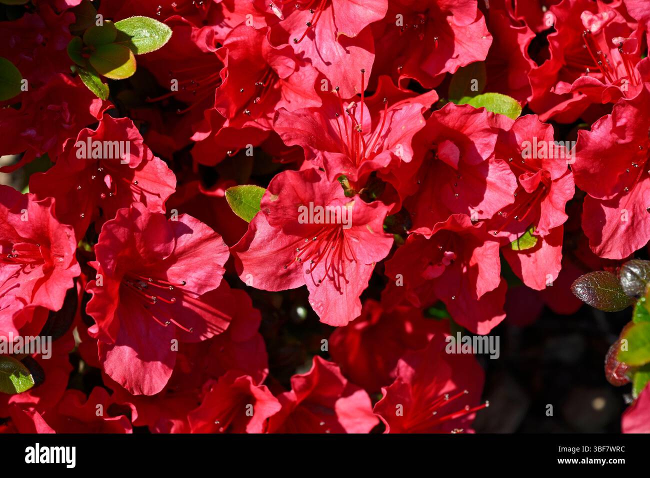 Rote Frühlingsblumen und Knospen von Laubazaleen, Rhododendron 'Johana UK Garden May Stockfoto
