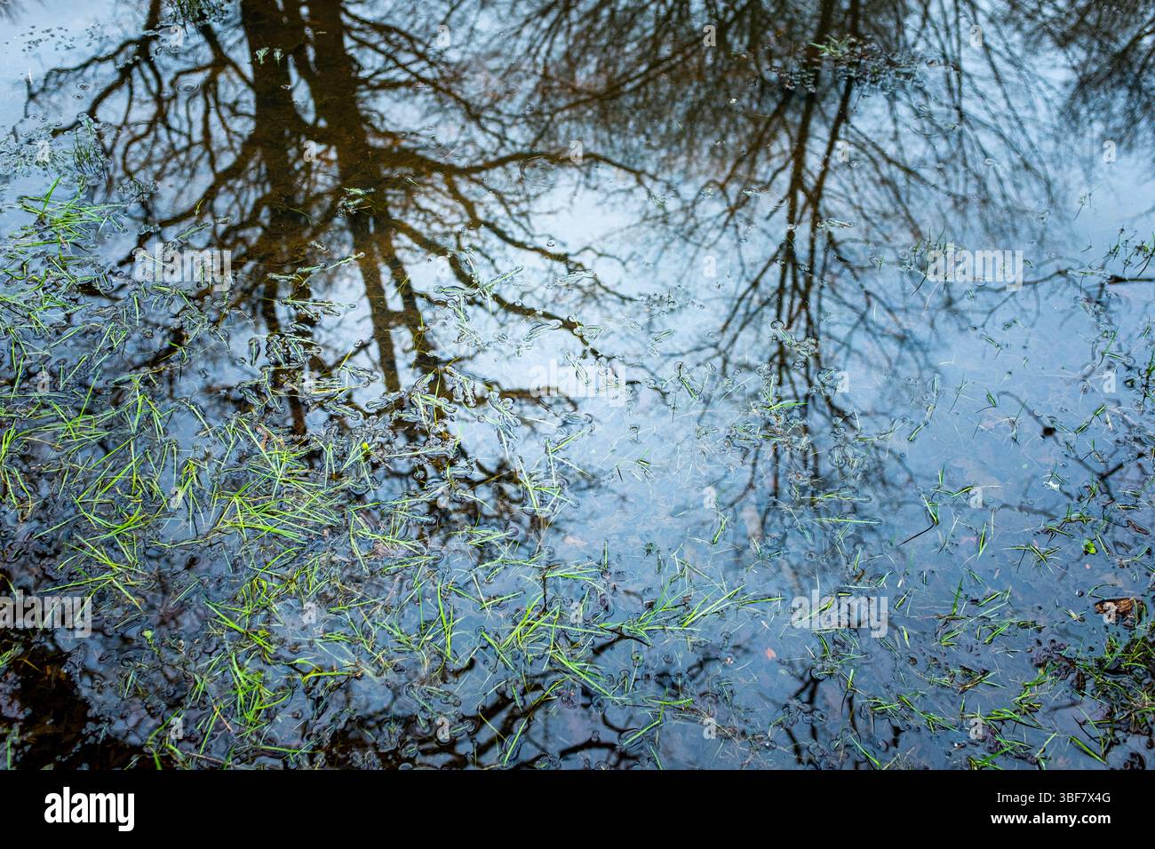 Waldbäume ohne Blätter, die sich in einer Wasserpfütze spiegeln, in der einige Wasserpflanzen wachsen. An einem bewölkten Wintertag ohne Menschen. Stockfoto