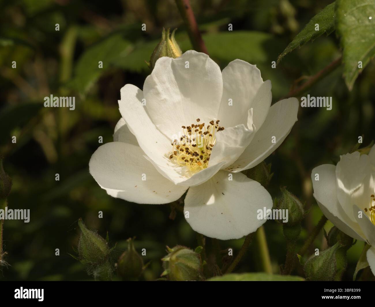 „Rambling Rector“ weiße, weisszügige Rose mit goldenen Staubblättern. Stockfoto