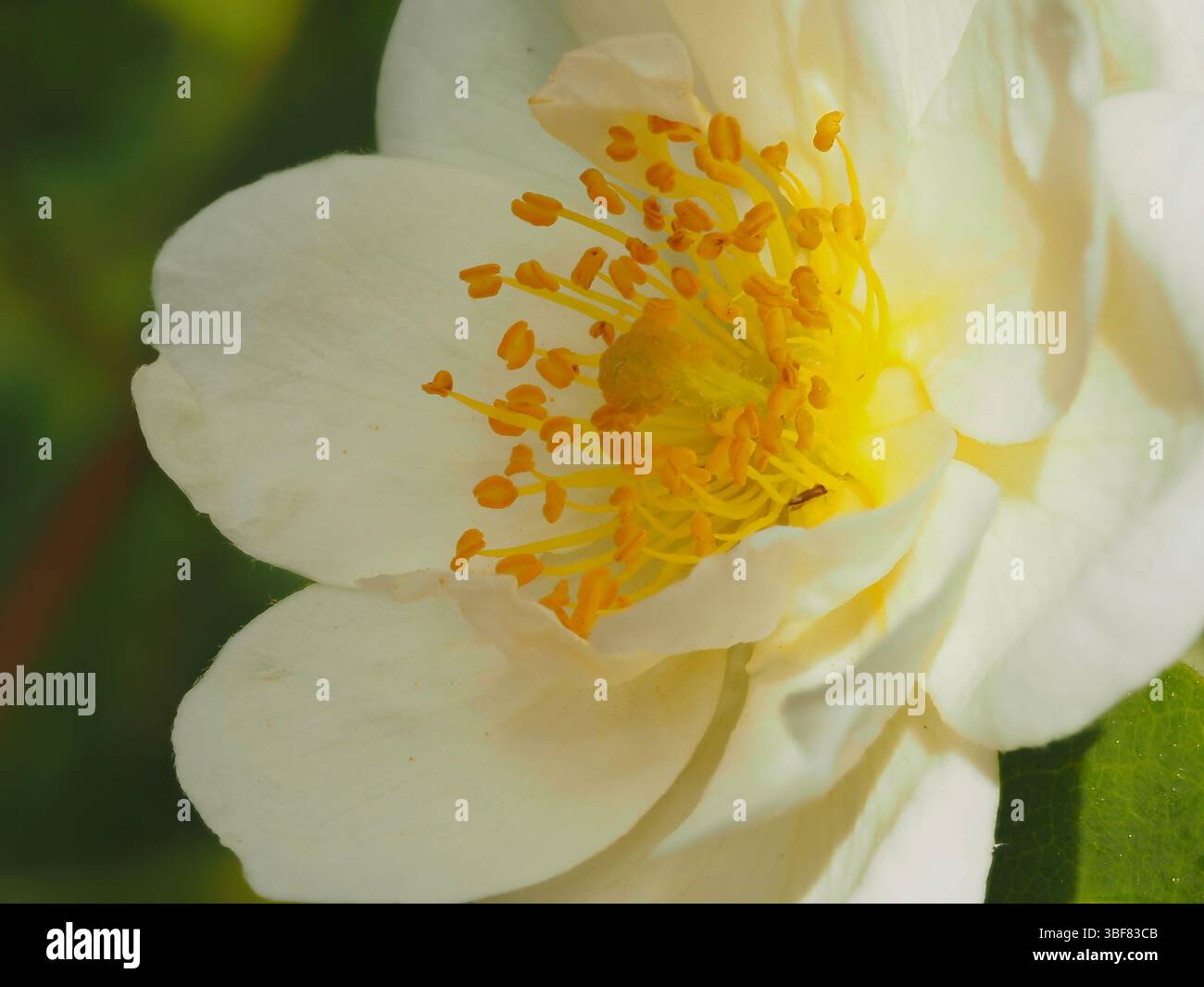„Rambling Rector“ weiße, weisszügige Rose mit goldenen Staubblättern. Stockfoto