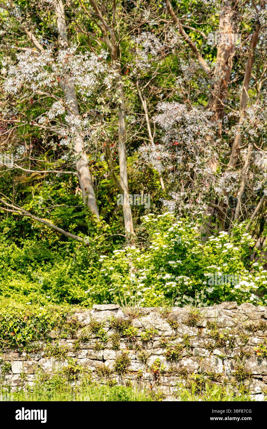 Intimes Naturporträt (Blumen und Pflanzen) im National Botanic Garden of Wales. Verführerisch, Erstaunlich, Atemberaubend, Fesselnd, Stockfoto