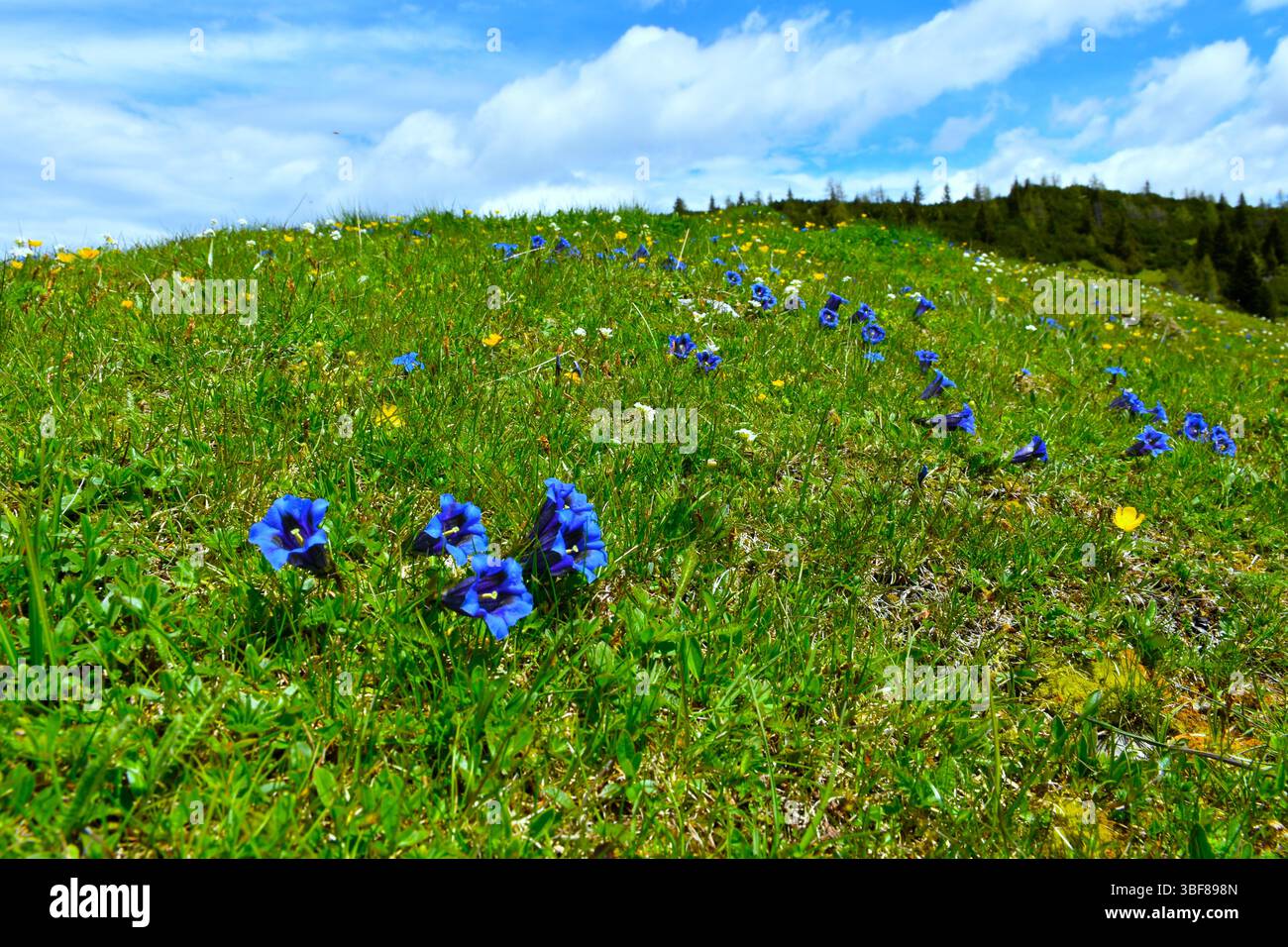 Alpenwiese in Karavanke, Slowenien mit wunderschönen blauen stiellosen Enzianblüten (Gentiana acaulis) im selektiven Fokus Stockfoto