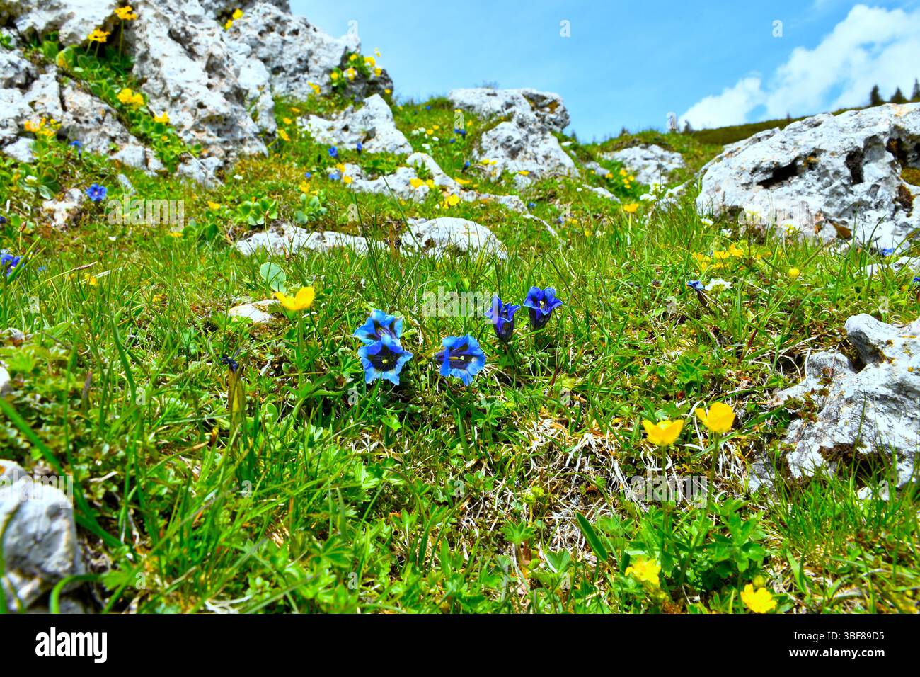 Almwiesen mit blaustiellosen Enzianblüten (Gentiana acaulis) im selektiven Fokus Stockfoto