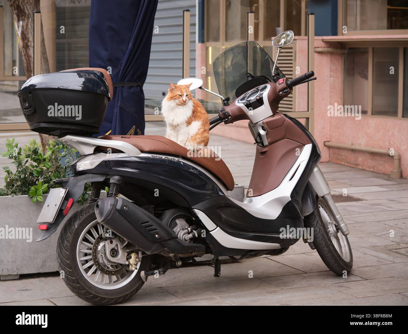 Athen, Griechenland - 2. März 2025: Eine Ingwerkatze sitzt auf dem Sitz eines geparkten Rollers in einer ruhigen Straße im Stadtzentrum. Stockfoto