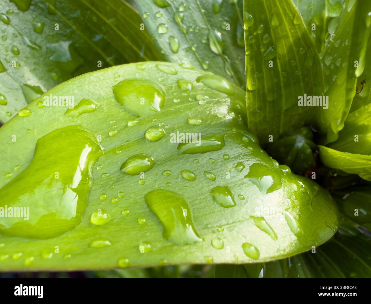 Makroaufnahme von grünen Blättern mit Wassertropfen nach dem Regen Stockfoto