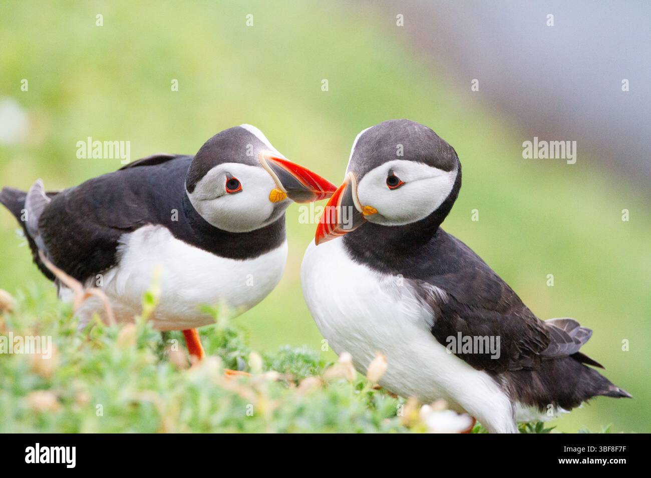 Papageitaucher Stockfoto