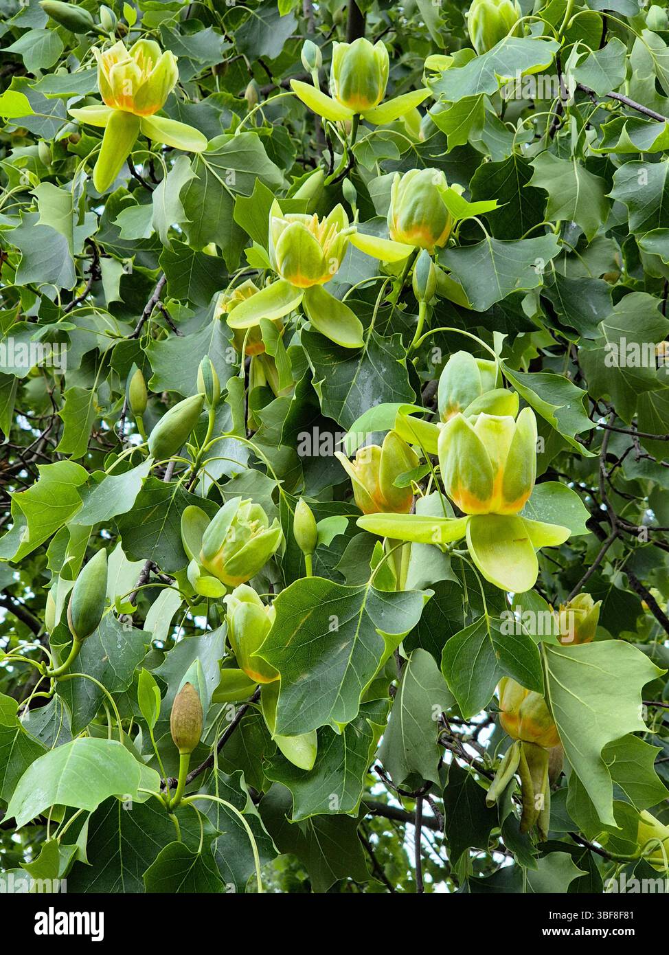 Blüten und Blätter des amerikanischen Tulpenbaums Liriodendron tulipifera Stockfoto