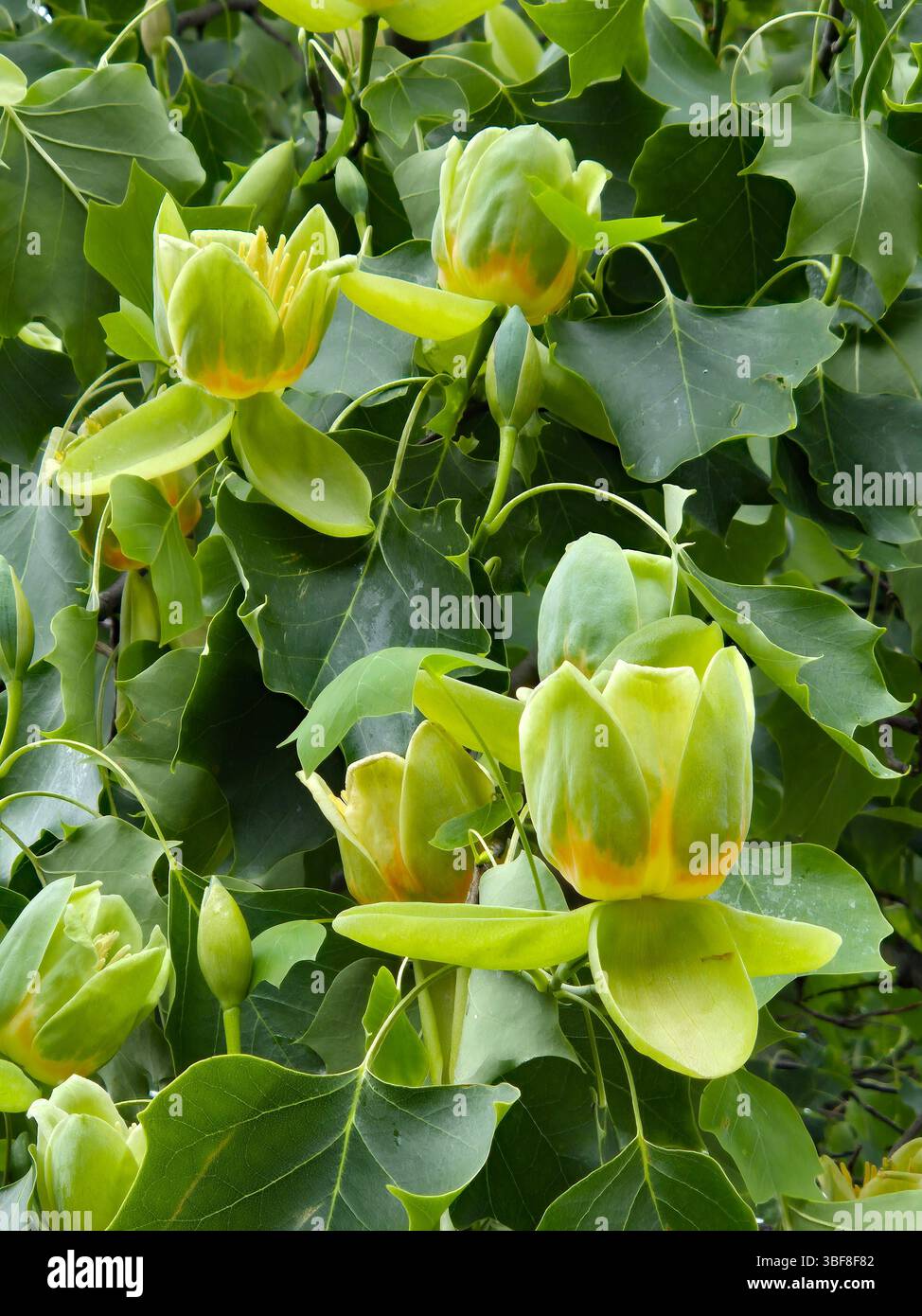 Blüten des amerikanischen Tulpenbaums Liriodendron tulipifera Stockfoto