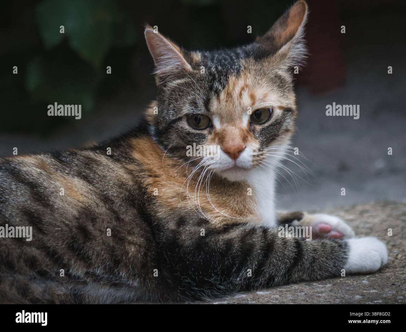 Junge Tabby Calico-Katze, die draußen posiert Stockfoto