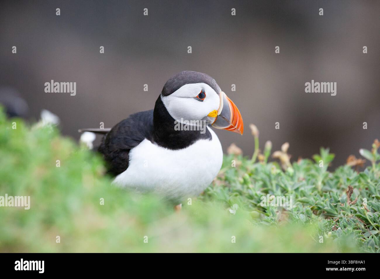Papageitaucher Stockfoto