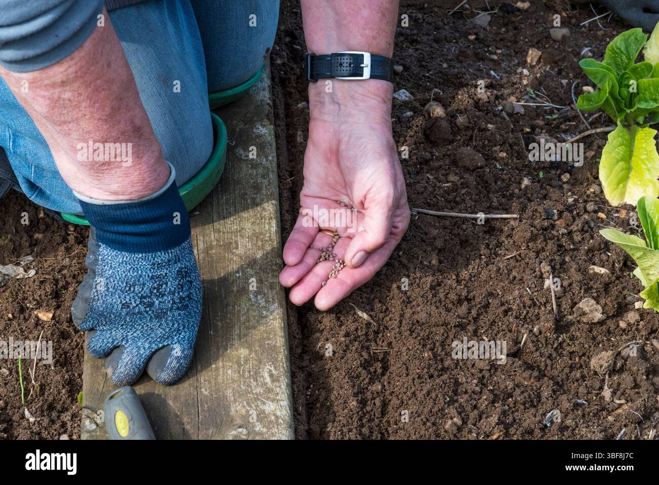 Frau, die Samen von Rettich, Raphanus sativus, „französisches Frühstück“ in ihrem Gemüsegarten oder in ihrem Kleingarten sät. Stockfoto