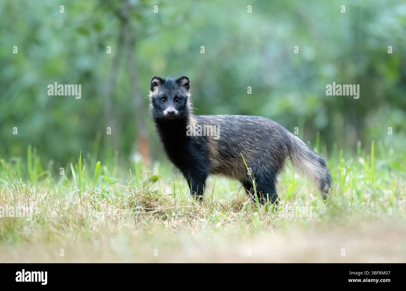 Gewöhnlicher Waschbär Hund ( Nyctereutes viverrinus ) Stockfoto