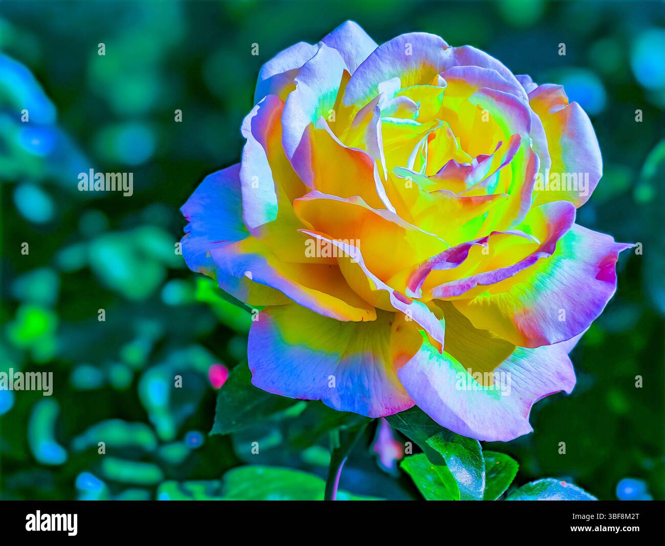 Magische mehrfarbige Rose in Blüte. Seltene verzauberte Blume symbolisiert Glück, Wünsche kommen wahre und positive Energie, lebendige Blütenblätter in Regenbogenfarben im mystischen Garten unter traumhaftem Licht. Stockfoto