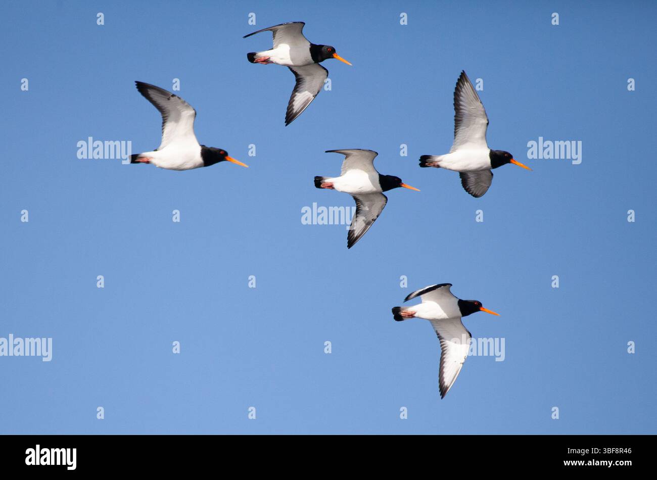Austernfischer Stockfoto