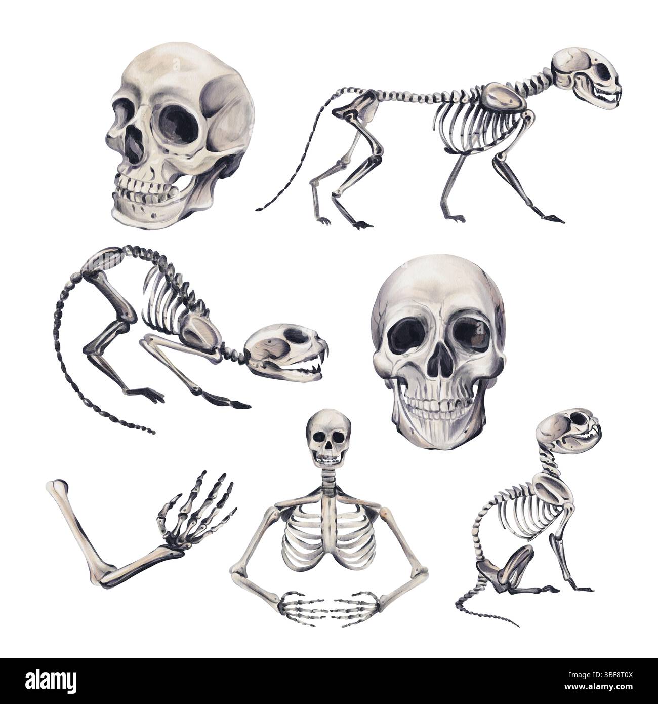 Set von Skeletten. Verschiedene Knochen. Menschliche und tierische Skelette. Katzen und andere Haustiere, Körperteile Halloween Dekor. Schwarzweiß-Gothic-STYLE. Aquarell Stockfoto