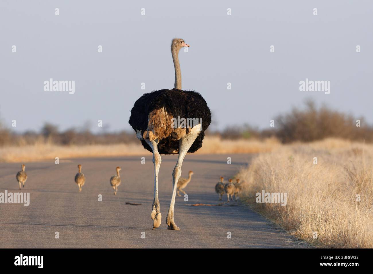 Südafrikanische Strauße (Struthio camelus australis), erwachsener Mann mit einer Gruppe von Küken, die auf der Asphaltstraße laufen, Morgenlicht, Kruger NP, Stockfoto