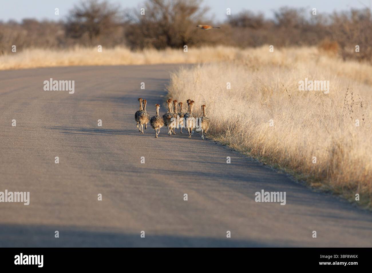 Südafrikanische Strauße (Struthio camelus australis), Gruppe von Küken, die auf der Straße laufen, ein Vogel, der über ihnen fliegt, Morgenlicht, Kruger NP, Stockfoto